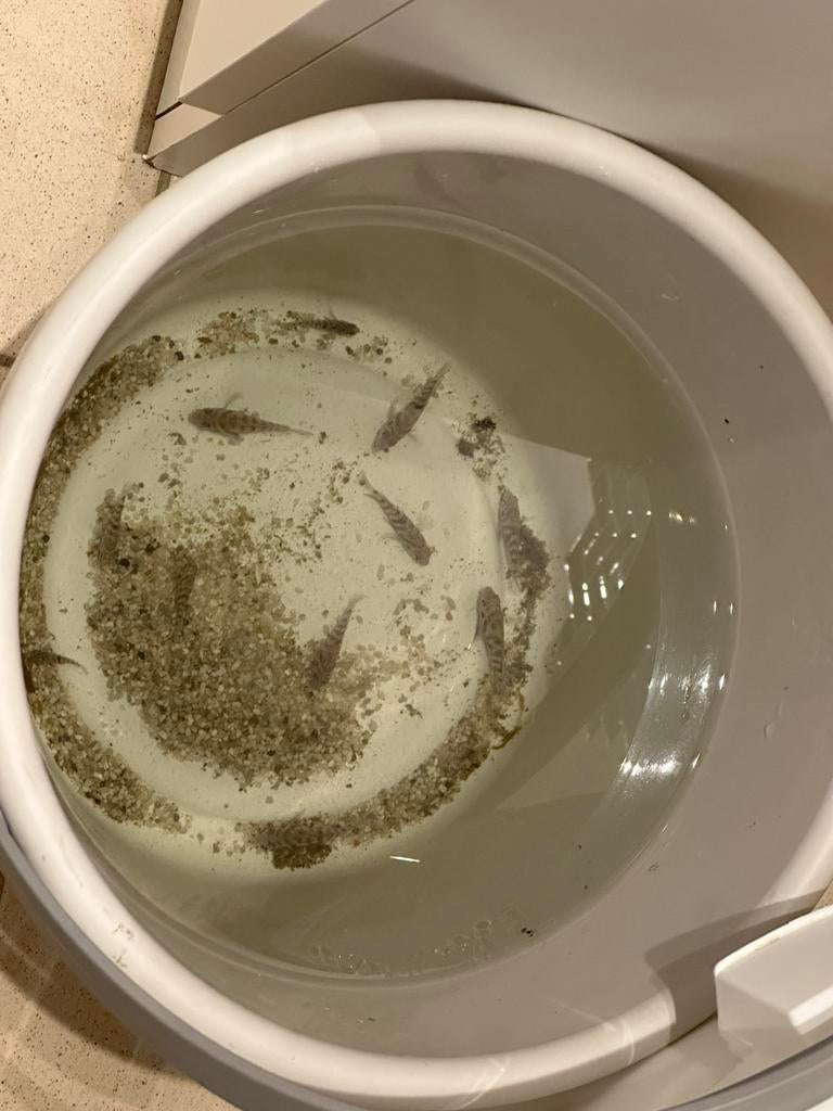 Malawi Chicliden Jong, Dieren en Toebehoren, Vis, Zoetwatervis