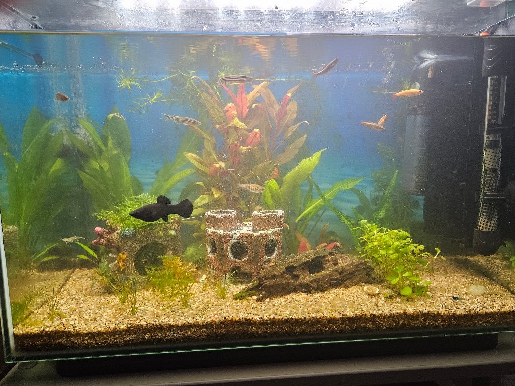Gratis black mollie vis, Dieren en Toebehoren, Vissen | Aquariumvissen, Vis, Zoetwatervis