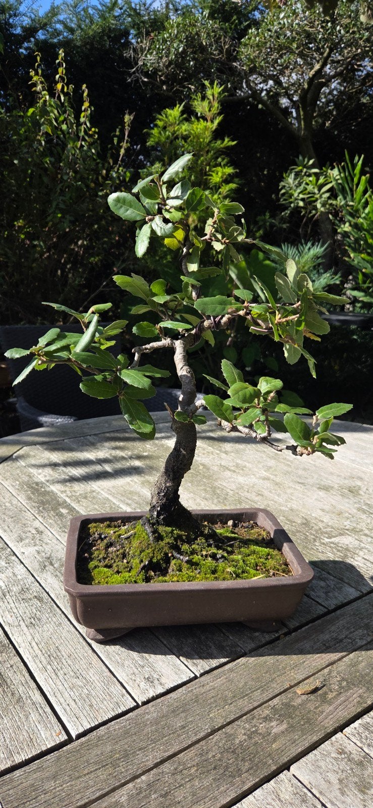 bonsai, Ophalen
