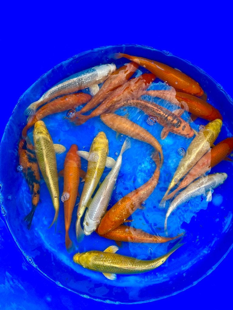 HQ Tosai: Benigoi en mix 22-26cm.Tanaka 26-30cm Marusei, Karper of Koi
