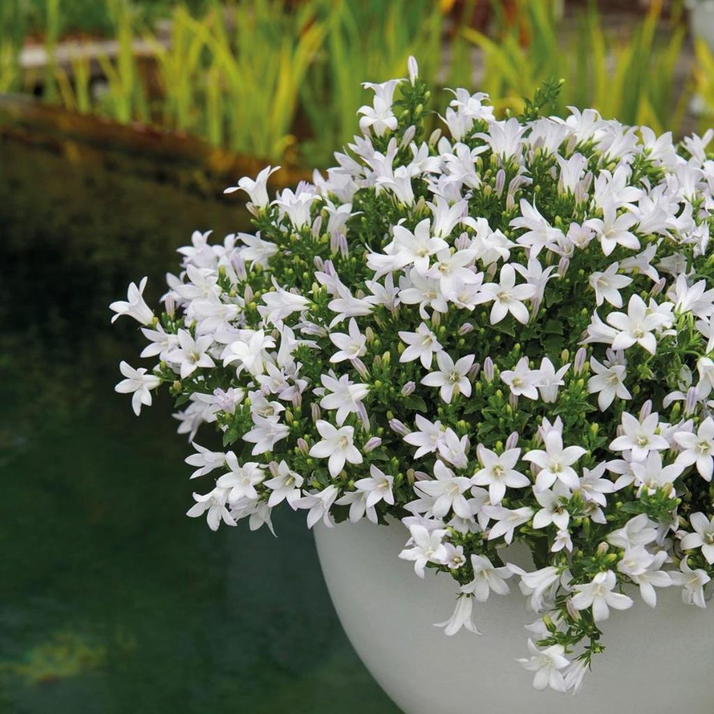 9 x campanulla porscharslyana alba in pot, Tuin en Terras, Planten | Tuinplanten, Ophalen, Vaste plant