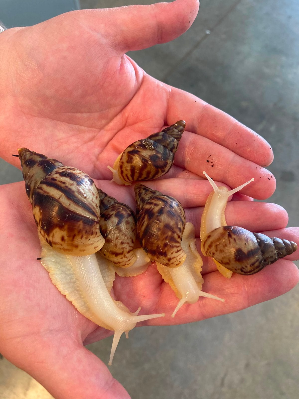 Afrikaanse reuzenslak (Achatina reticulata), Dieren en Toebehoren, Overige soorten, 0 tot 2 jaar