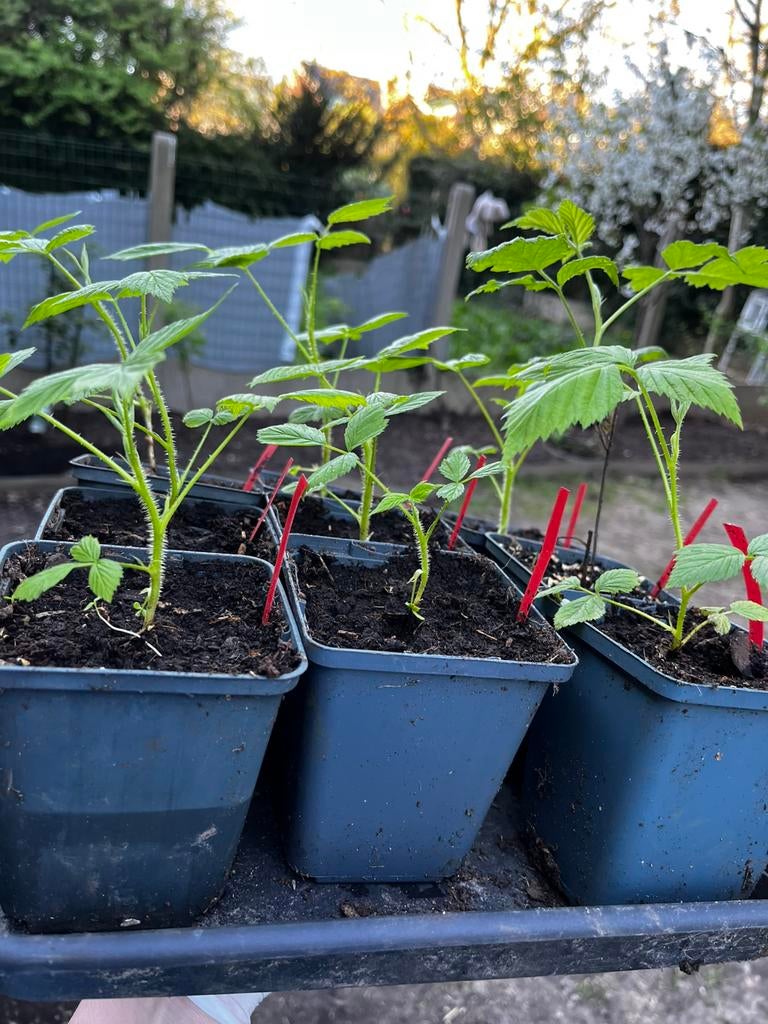 Frambozenplantjes te koop – 10 stuks Rood!, Ophalen of Verzenden, Zomer