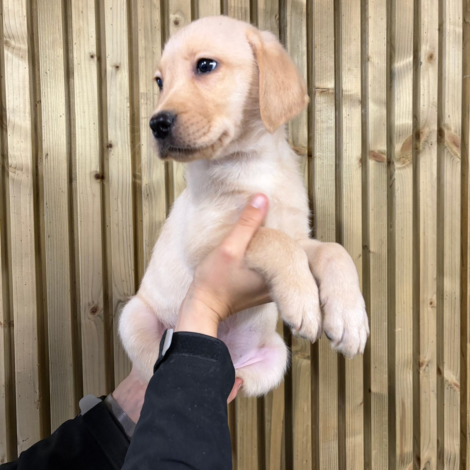 Blonde Labrador pups met Vlaams stamboom, Dieren en Toebehoren, België, Reu, 8 tot 15 weken, Labrador retriever