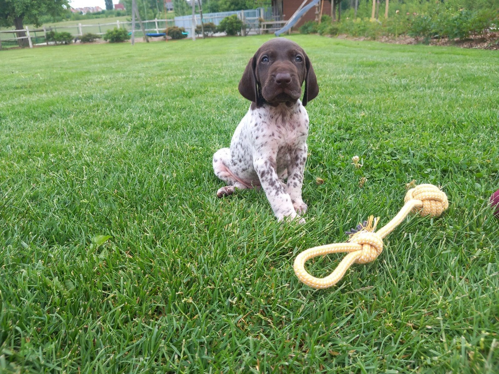 Beaux garçons allemands debout ️, Animaux & Accessoires, Chien (mâle), Belgique, 8 à 15 semaines, Plusieurs