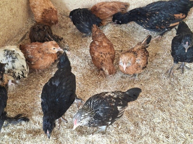 Kuikens krielen, Dieren en Toebehoren, Pluimvee, Meerdere dieren, Kip