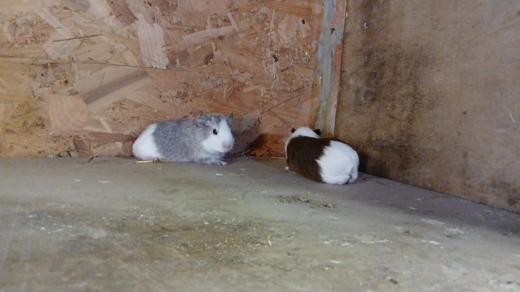 Prachtige jonge cavia's, Dieren en Toebehoren, Februari, Meerdere dieren, Cavia