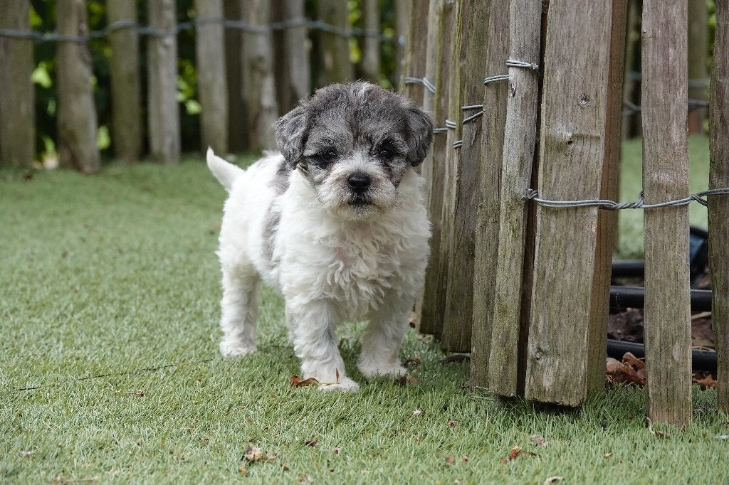 Magnifique chiot Maltipoo, Chien (mâle), Autres races, Belgique, Un chien