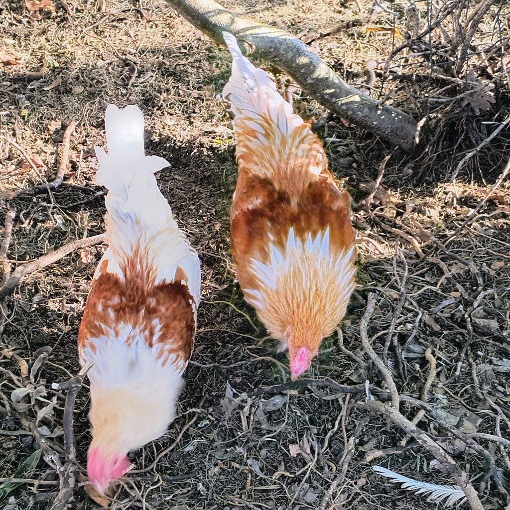 Jonge kriel haantjes, Dieren en Toebehoren, Mannelijk, Kip