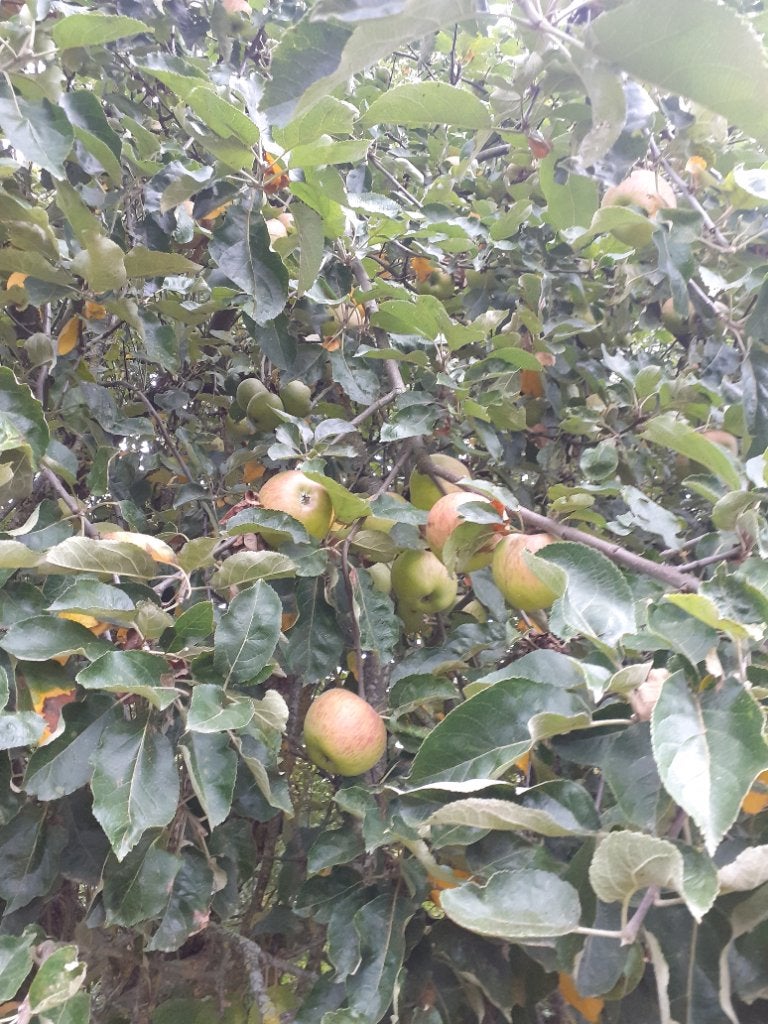 Pommes Belle-fleur, Articles professionnels, Enlèvement