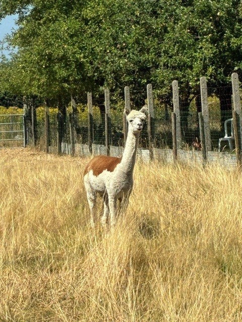 alpaca hengst, Août, Mâle