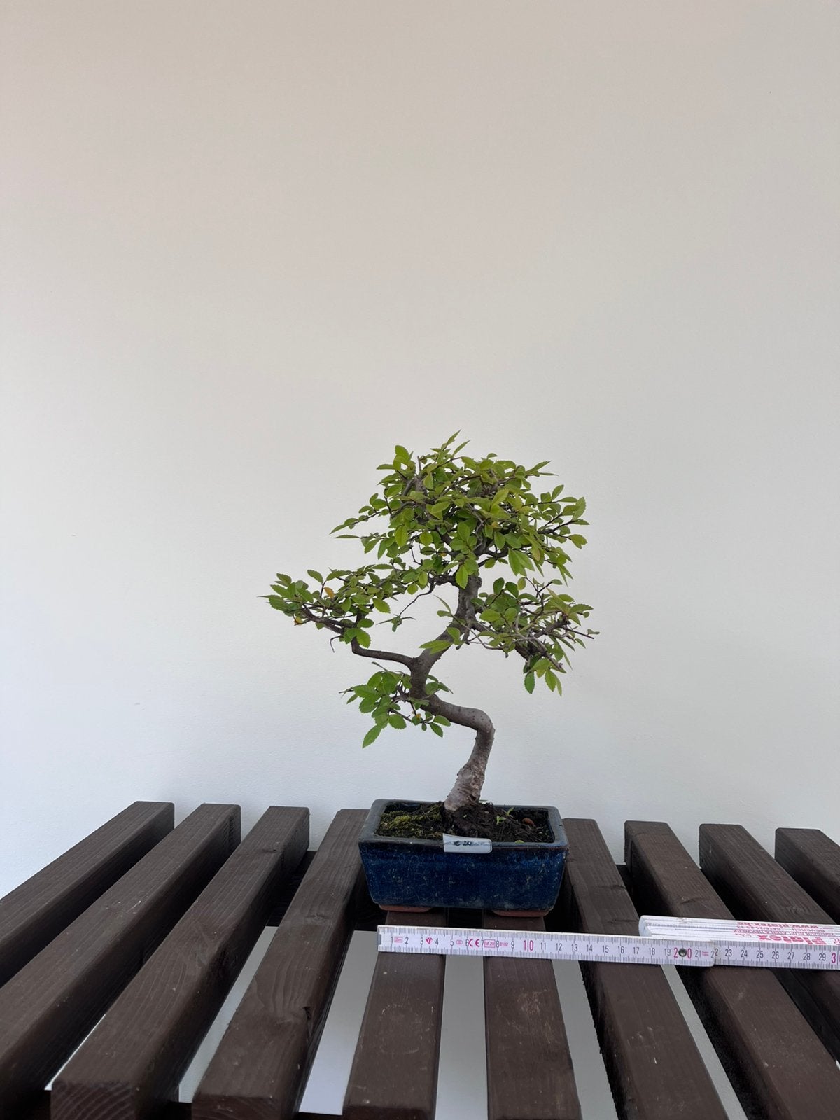 Ulmus Parvifolia, Ophalen