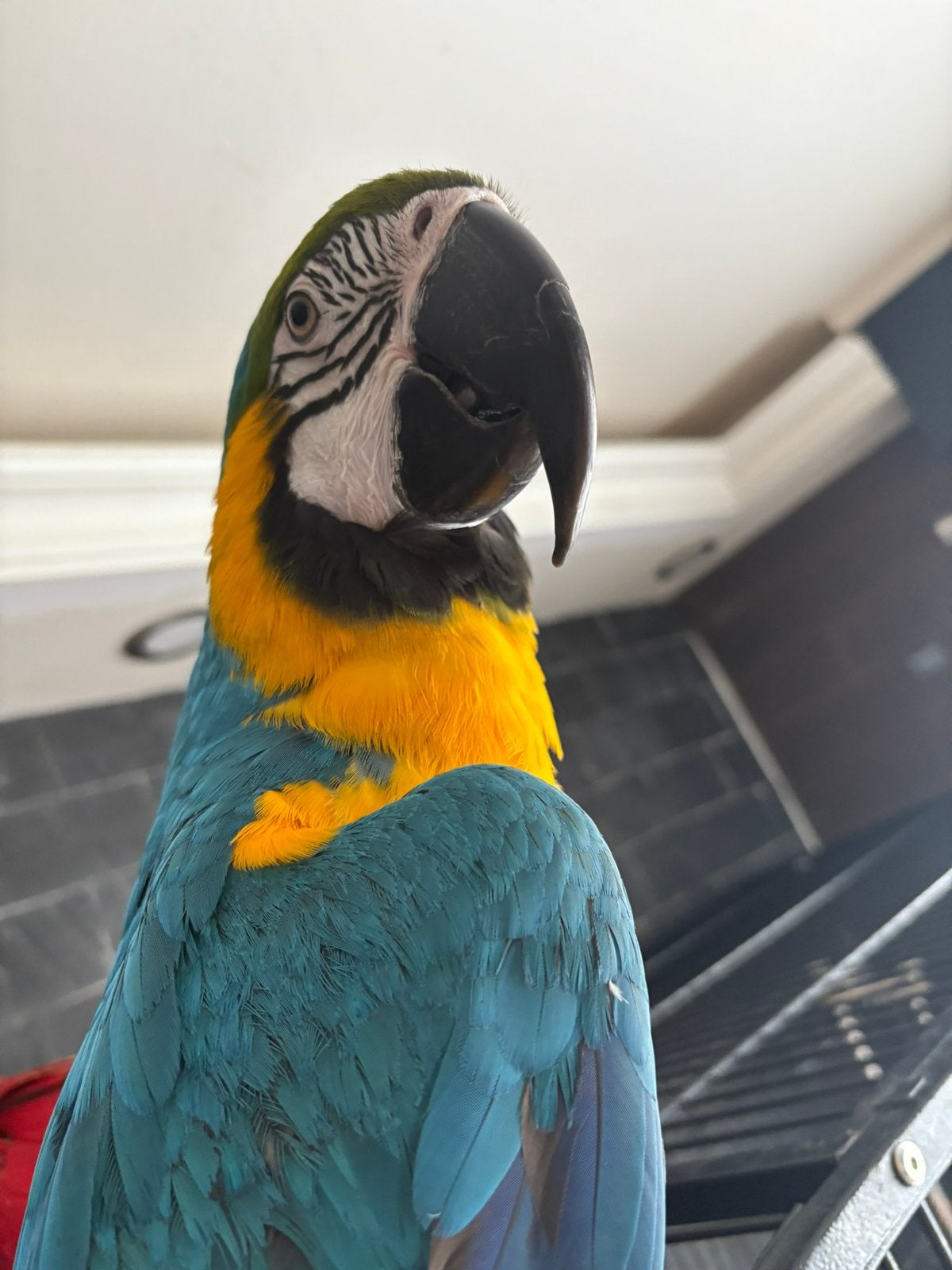 Ara, Animaux & Accessoires, Oiseaux | Perruches & Perroquets, Mâle, Perroquet, Parleur
