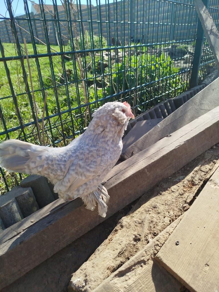 GEZOCHT hen & haan ukkelse baardkriel, Dieren en Toebehoren, Pluimvee, Meerdere dieren