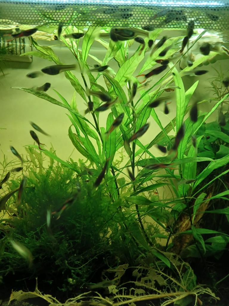 Endlerguppys, Dieren en Toebehoren, Vissen | Aquariumvissen