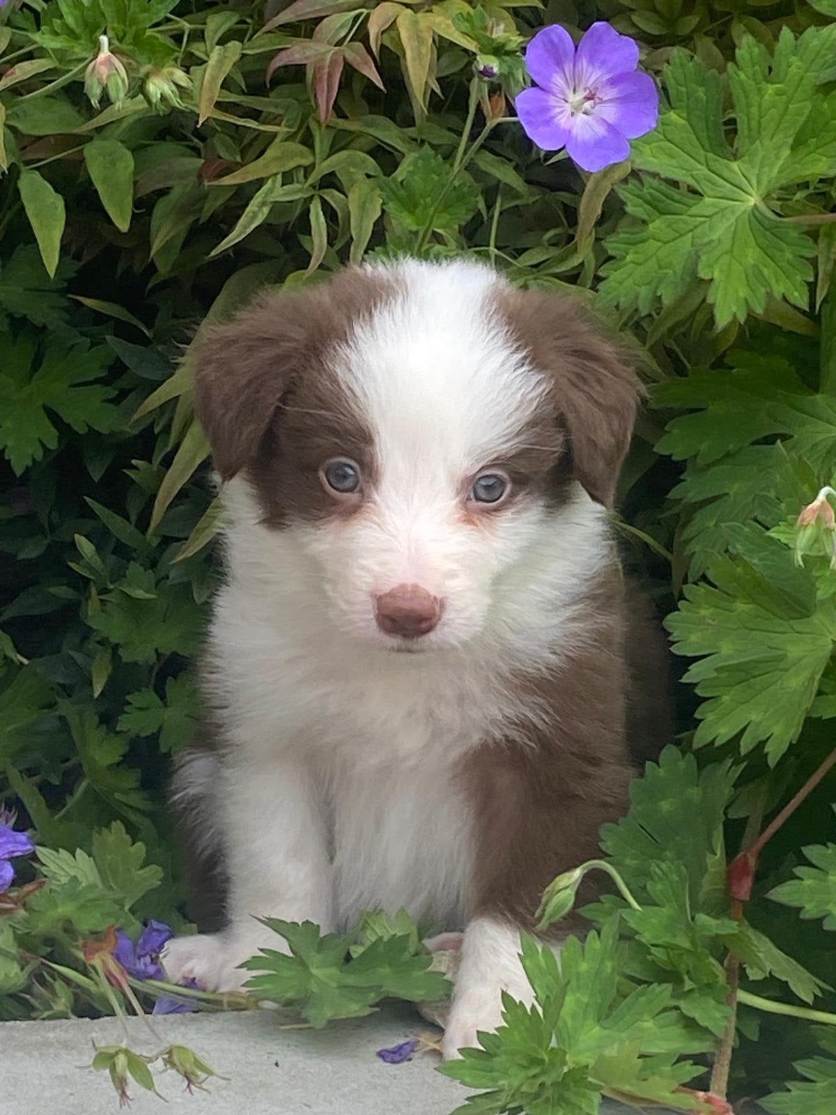 Chiots border collie, Colley, Plusieurs, Hépatite contagieuse (maladie de Rubarth), Belgique