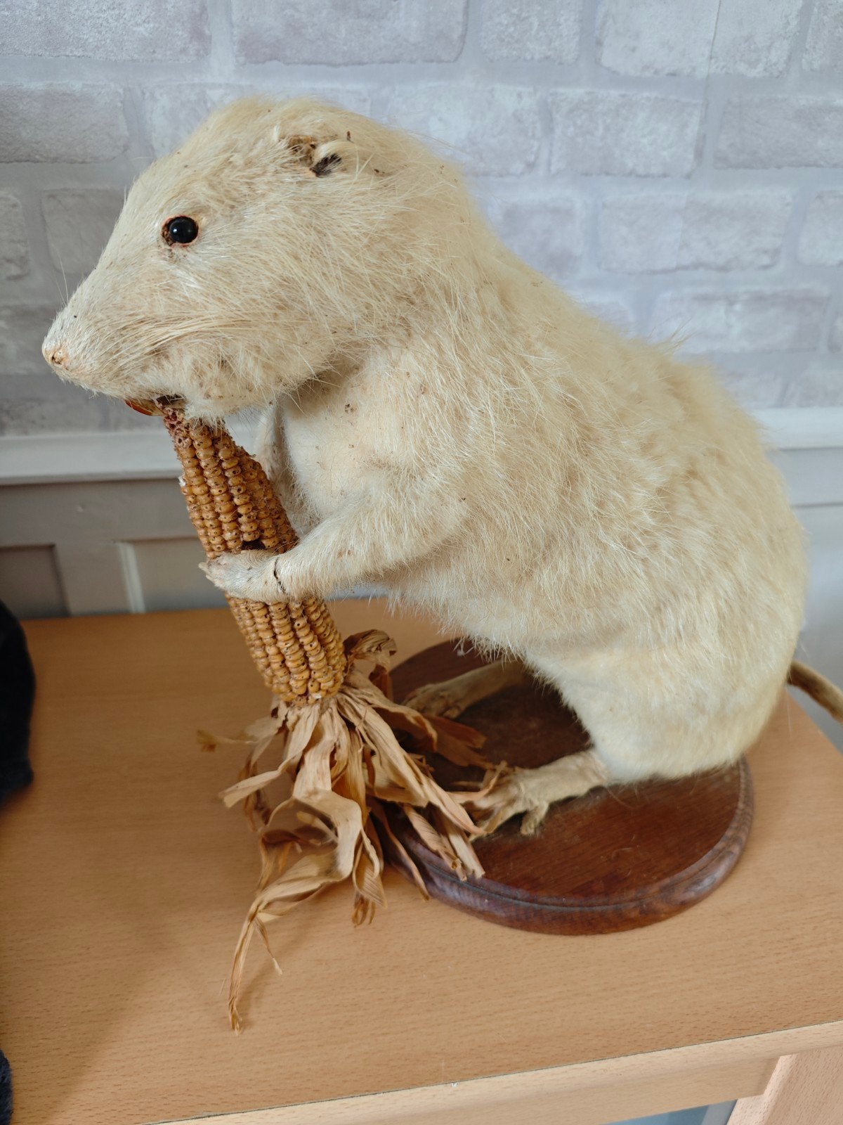 opgezette muskus rat, Ophalen of Verzenden