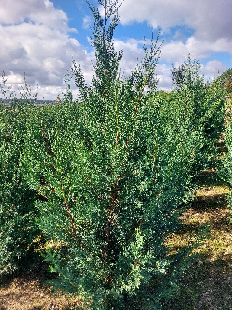 Cupressocyparis leylandii 2001/conifère des haies, Enlèvement, Conifère, Haie, 100 à 250 cm