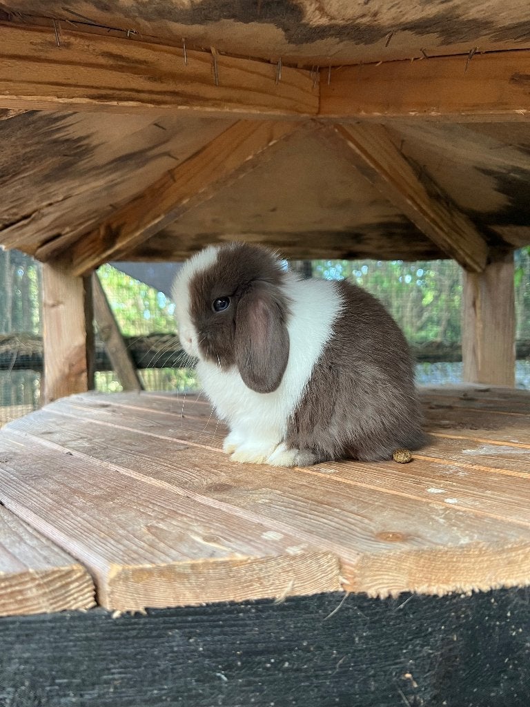 Geweldig knap en heel lief minilop (ras)konijntje (rammetje), Dieren en Toebehoren, Mannelijk, Dwerg, Hangoor, 0 tot 2 jaar