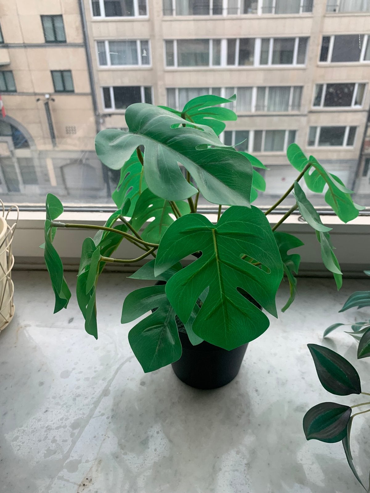 Plante artificielle, Enlèvement