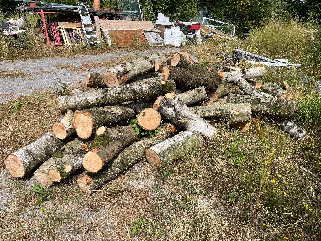 Brandhout, 3 à 6 m³, Enlèvement, Bouleau, Troncs d'arbres