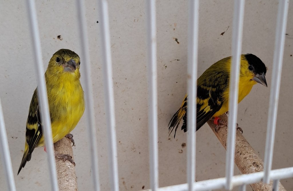 Yarrelsijzen, Dieren en Toebehoren, Meerdere dieren, Wildzangvogel, Geringd