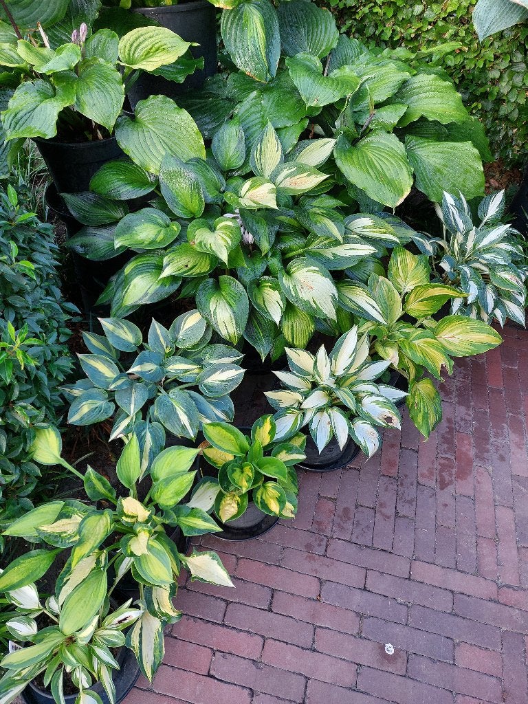 Mooie Hosta’s KOOPJE!!!, Tuin en Terras, Ophalen, Vaste plant, Halfschaduw