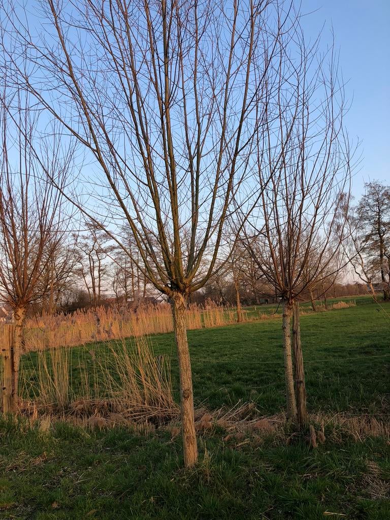 Knotwilgen, Tuin en Terras, Ophalen
