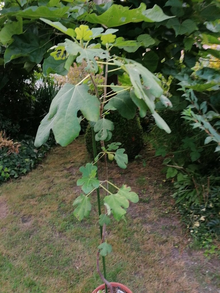 vijgeboom, Ophalen, Minder dan 100 cm, Volle zon, In pot