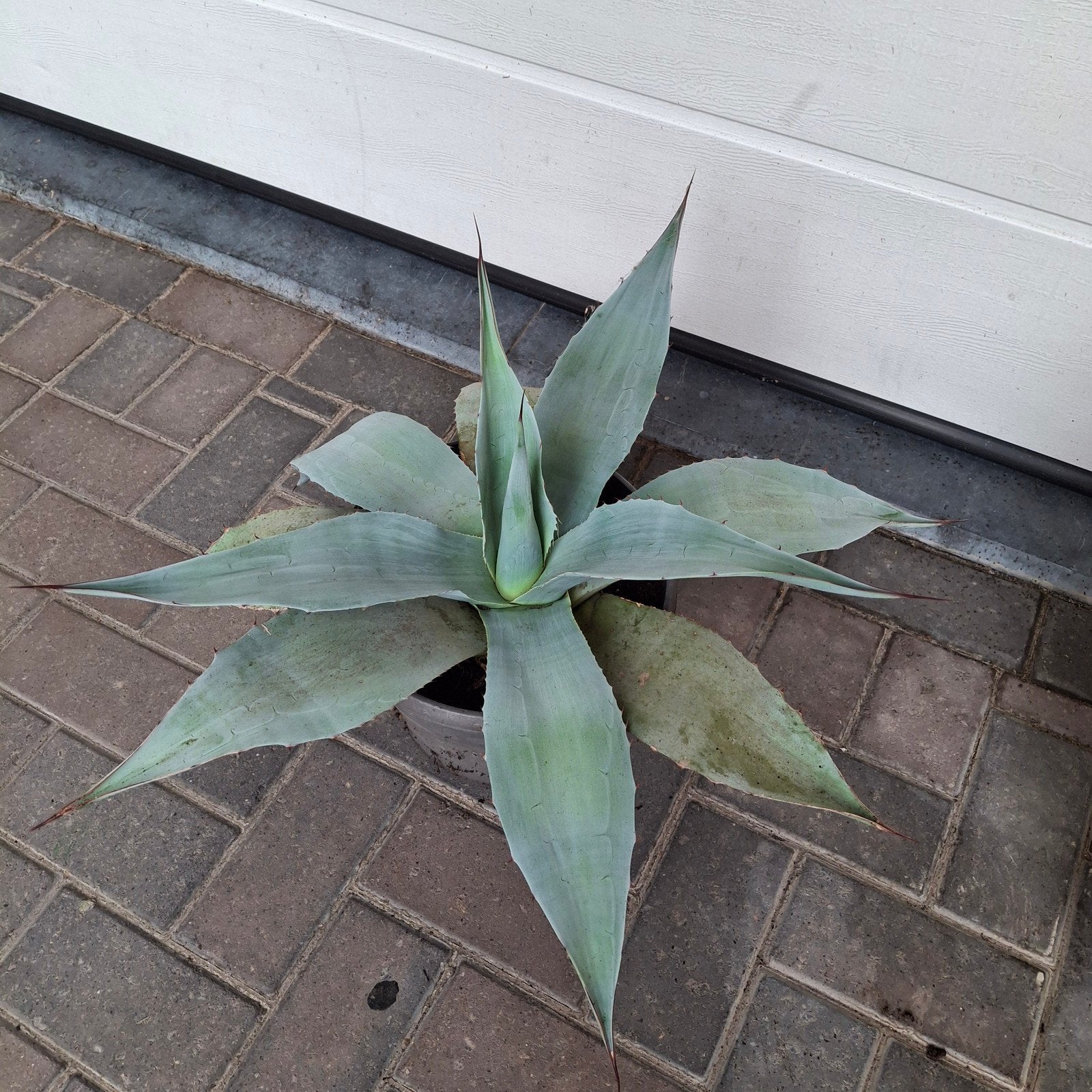 Agave, Jardin & Terrasse, Enlèvement