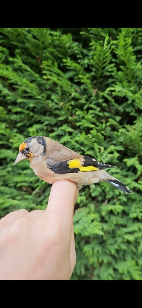 Vogels, Dieren en Toebehoren, Vrouwelijk, Tropenvogel, Geringd