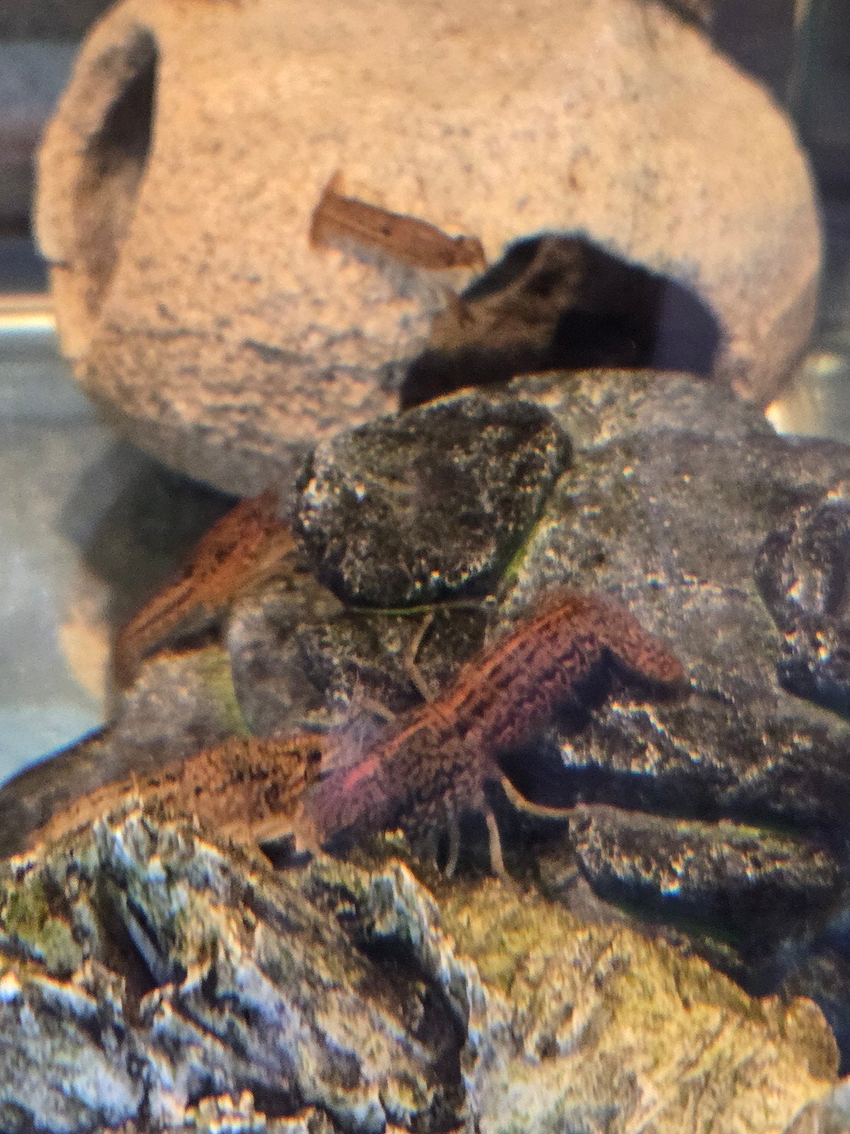 Marmerkreeftjes, Animaux & Accessoires, Reptiles & Amphibiens