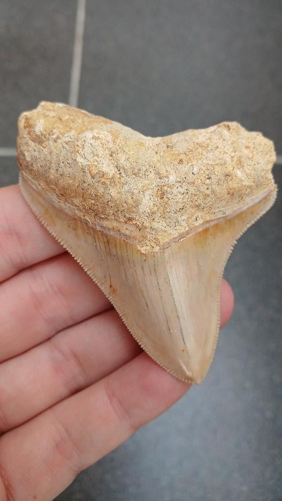 Magnifique fossile de dent de requin Megalodon, Collections, Enlèvement ou Envoi, Fossile