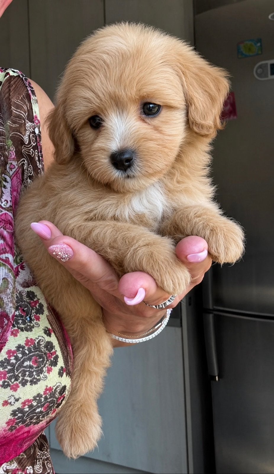 Prachtige kleinblijvende Maltipoo pups, Dieren en Toebehoren, Honden | Chihuahua's en Gezelschapshonden, Meerdere dieren, Overige rassen