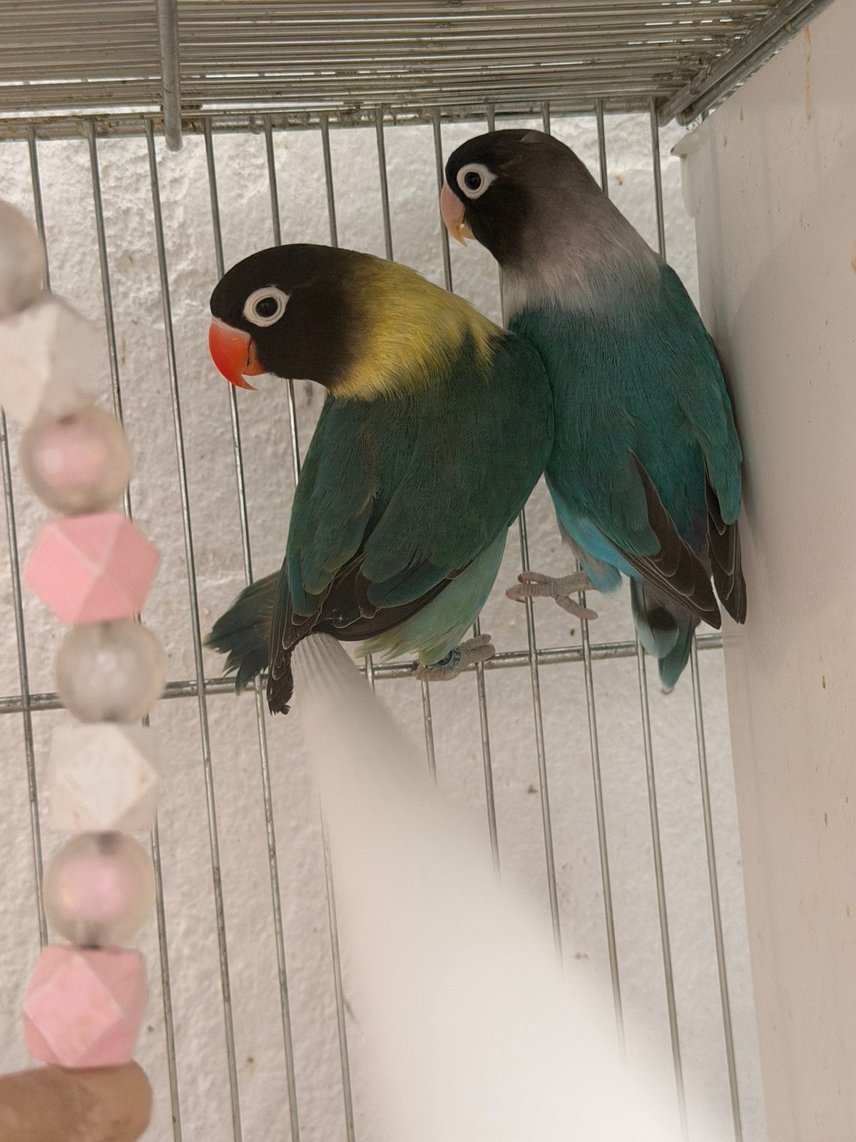 Couple personnata, Animaux & Accessoires, Oiseaux | Perruches & Perroquets