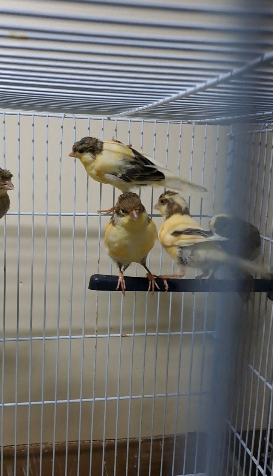 €10, Dieren en Toebehoren, Vogels | Kanaries