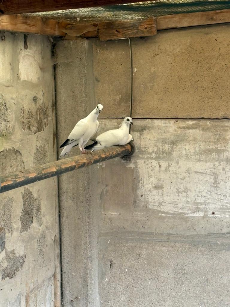 Les grands voyageurs de Budapest, Plusieurs animaux, Autres espèces