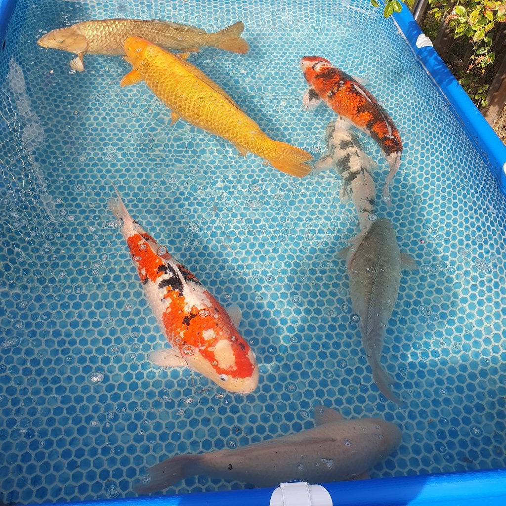 Koi te koop, Ophalen