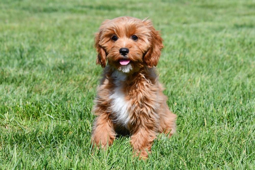 Chiots Cavapoo à vendre, 15 semaines à 1 an, Étranger, Hépatite contagieuse (maladie de Rubarth), Plusieurs animaux