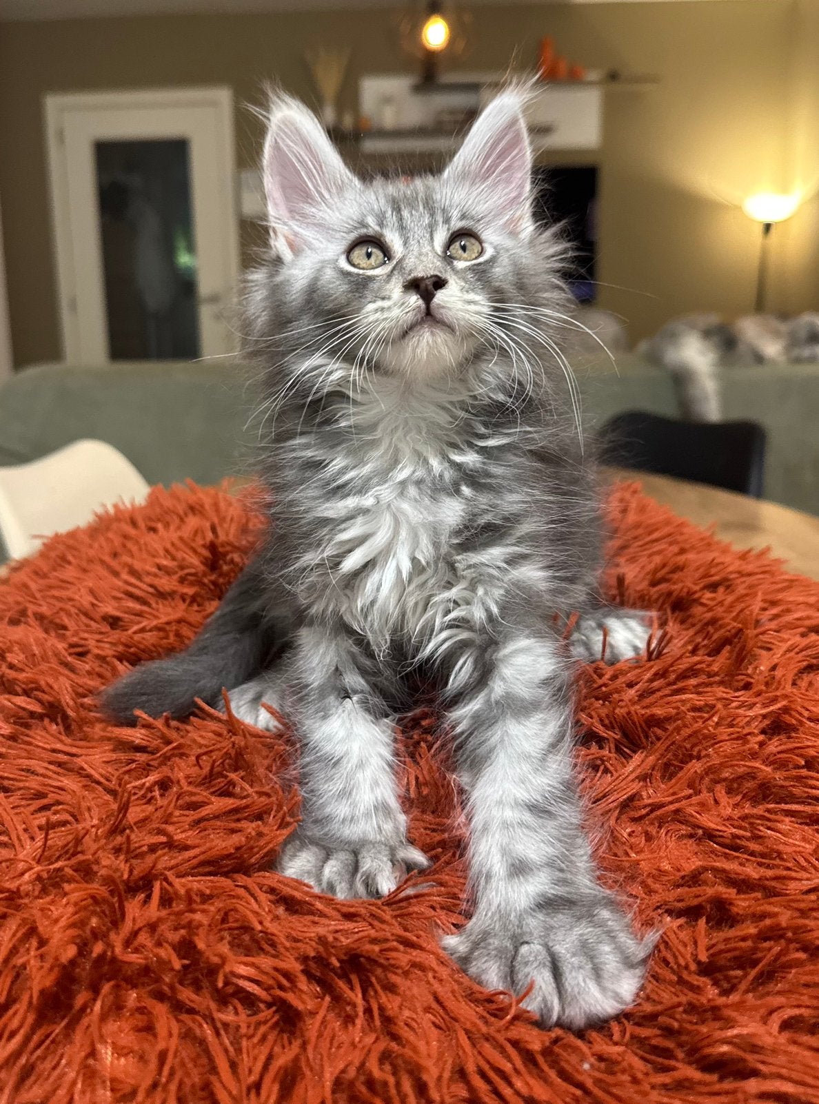 Élégante fille tabby en polydactyle noir et argent, Animaux & Accessoires, Chatte ou Chat, Avec pedigree, 0 à 2 ans