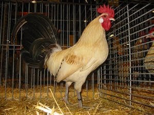 pluimvee, Mâle, Poule ou poulet