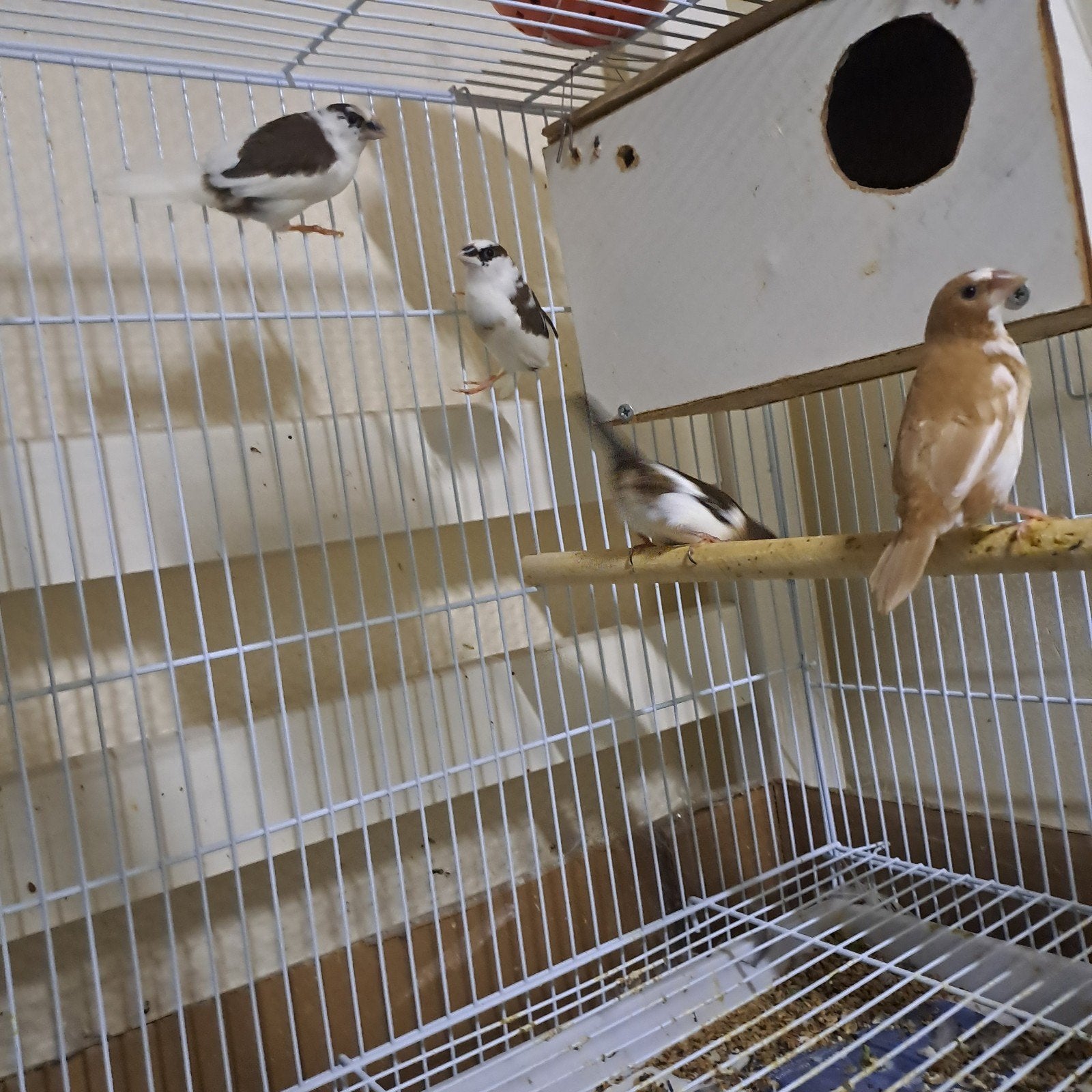 25, Dieren en Toebehoren