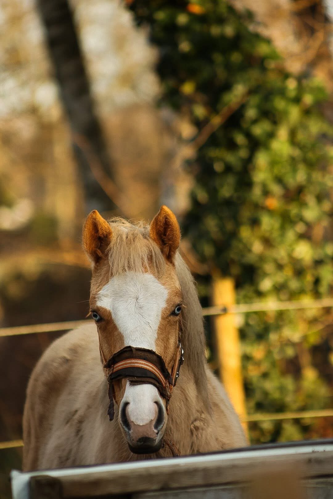 Twee paarden zoeken een nieuwe, liefdevolle thuis, Animaux & Accessoires, Jument, M