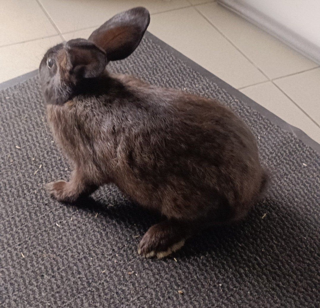 Infirmières, races ou animaux de compagnie, Femelle, Grand, 0 à 2 ans