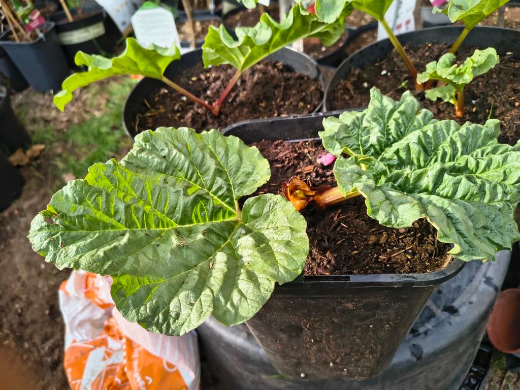 UITVERKOCHT - Mooie rabarber planten te koop Intermassa BV, Ophalen