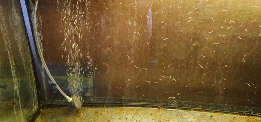 Notropis chrosomus