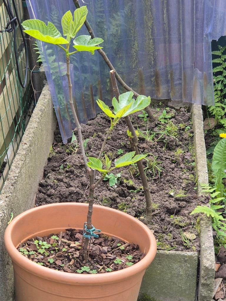 Vijgenboom 2 jaar, Tuin en Terras, Planten | Bomen, Ophalen