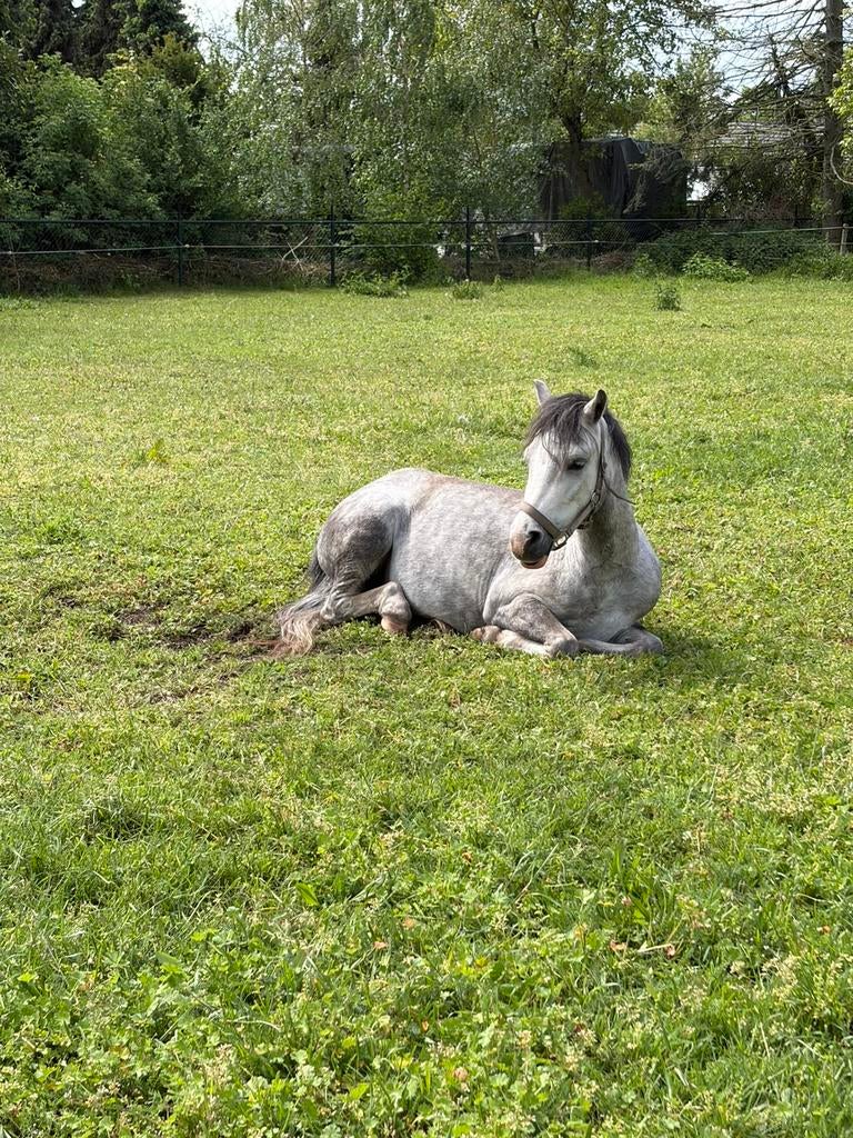 5 jarige merrie, Dieren en Toebehoren, Pony's, Merrie, B
