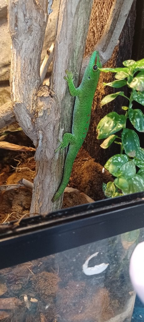 Madagascar daggekko man, Lézard, 0 à 2 ans