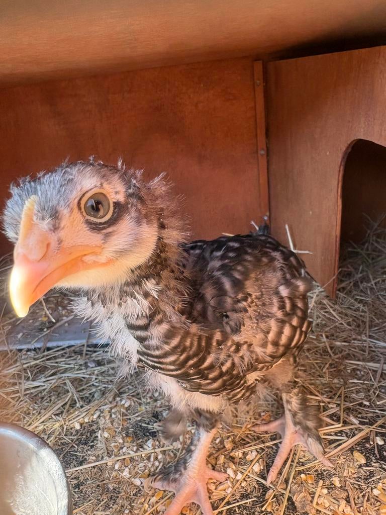 2 mechelse koekoek hennen, Dieren en Toebehoren